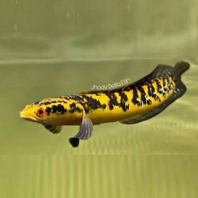 Ikan Channa apa yang cocok untuk kamu
