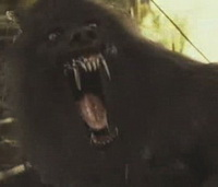 Which Werewolf Suits You Best