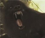 Which Werewolf Suits You Best