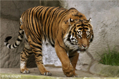 Animal App