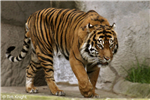 Animal App