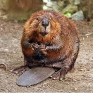 Make A Beaver
