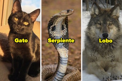 Que Animal Eres?