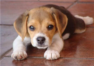 Cual Es Tu Perro Ideal