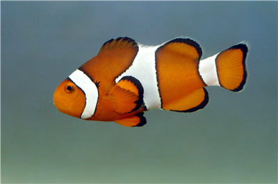 Fisch