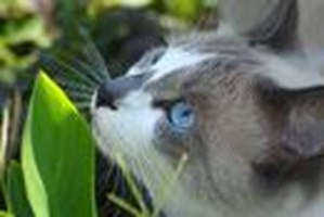 What Is Your Warrior Cat Name?