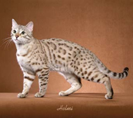 Which Cat Breed Are You?
