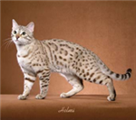 Which Cat Breed Are You?
