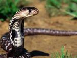 Quel Animal Tu Croit Détester Mais Que Tu Adore ?