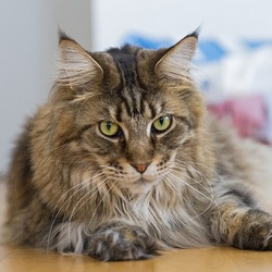 Quelle Genre De Chat Et Tu