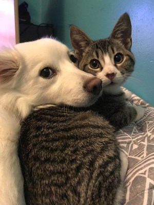 Kedi İnsanı Mısın Köpek İnsanı Mı?