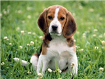 Hangi Köpek Daha Tatlı
