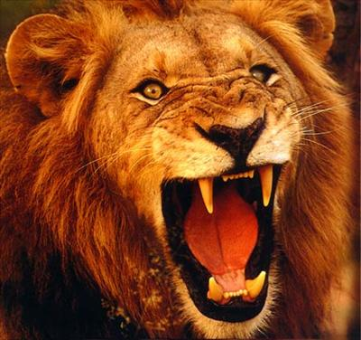 Which Animal You Are?