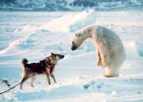 Which Animal You Should Be?