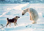 Which Animal You Should Be?