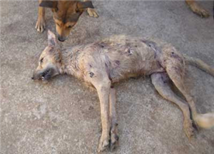 Que Tanto Quieres A Los Animales