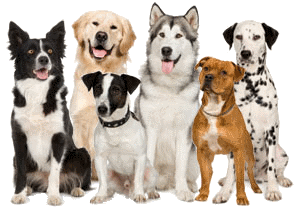 ¿Que Raza De Perro Eres?