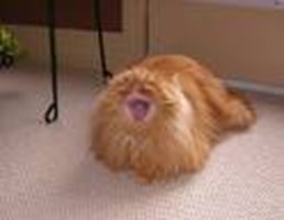 Weirdness Scale