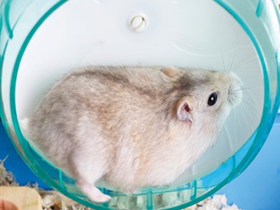 Hangi hamstersin