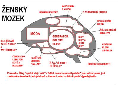 Máš Mozek Ženy Nb Muže ???