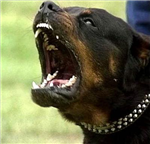 What Dog Are You?