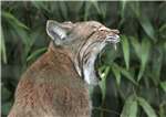 As-Tu L'âme D'un Carnivore Ou Herbivore ?