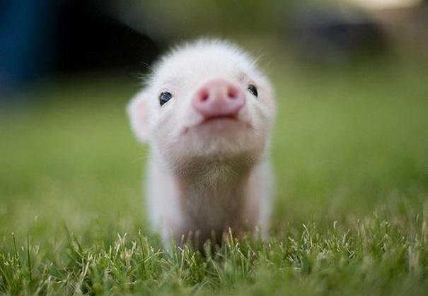 Que Animal Eres