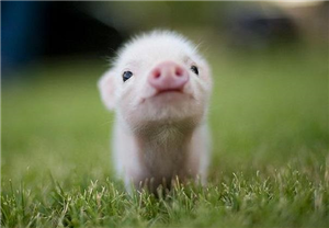 Que Animal Eres