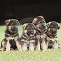 What Type Of Dog Should You Have?