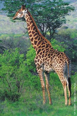 What Animal Are You?