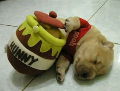 Cuteness Quiz