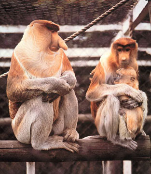 What Type Of Monkey Are You