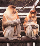 What Type Of Monkey Are You