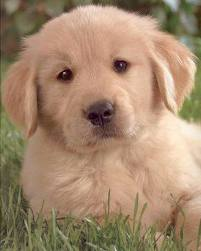 What Type Of Dog Are You?