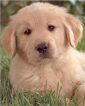 What Type Of Dog Are You?