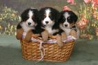 Puppies And Dogs