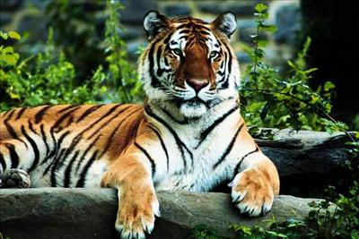 What Animal Are You