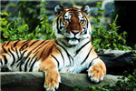 What Animal Are You