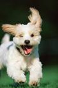 Will You Get A New Puppy This Year?