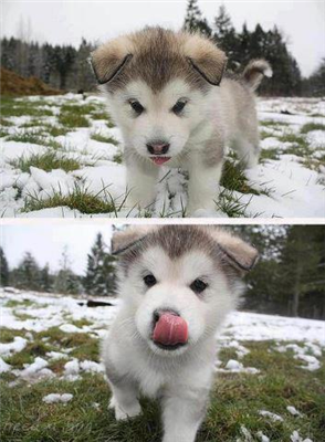 En Güzel Köpek