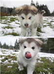 En Güzel Köpek