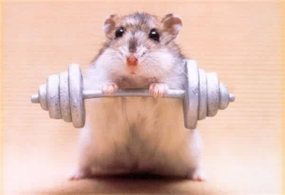 Hamstertest