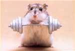 Hamstertest