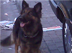 ??Hangi Köpek Cinsisin??