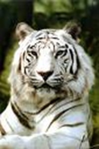 Tigar I Lav