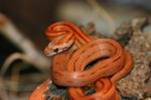 What Kind Of Snake Are You?