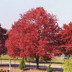 What Kind Of Tree Are You?