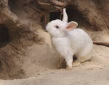 What Cute Animal R U?