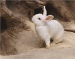What Cute Animal R U?