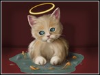 Kedi